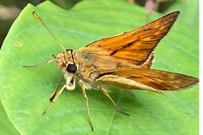 <i>Ochlodes sylvanus</i>