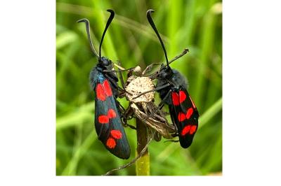 <i>Zygaena filipendulae</i>