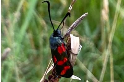 <i>Zygaena filipendulae</i>