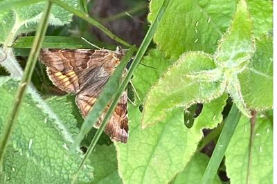 <i>Euclidia glyphica</i>