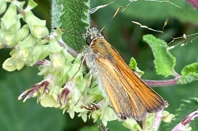 <i>Thymelicus sylvestris</i>