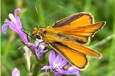 <i>Thymelicus sylvestris</i>