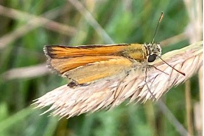 <i>Thymelicus sylvestris</i>