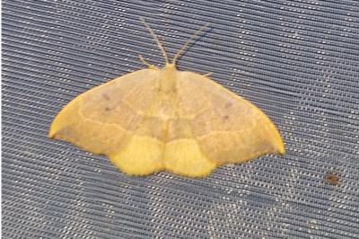 <i>Watsonalla binaria</i>