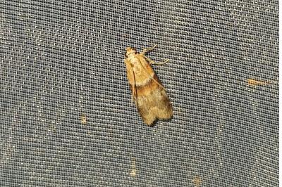 <i>Acrobasis tumidana</i>