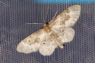 <i>Idaea rusticata</i>