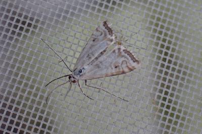 <i>Cataclysta lemnata</i>
