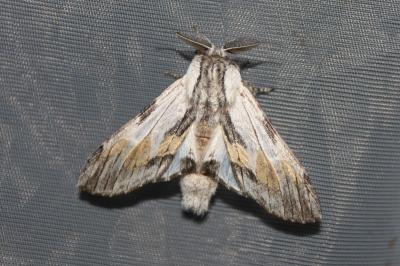 <i>Harpyia milhauseri</i>