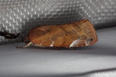 <i>Cosmia affinis</i>