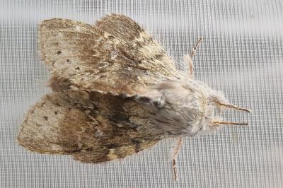 <i>Stauropus fagi</i>