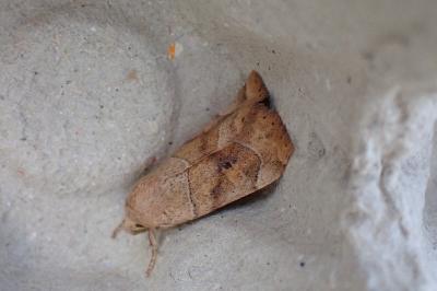 <i>Cosmia trapezina</i>