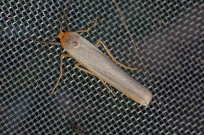 <i>Manulea complana</i>