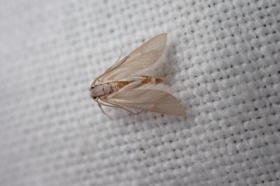 <i>Acentria ephemerella</i>