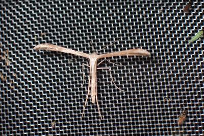 <i>Emmelina monodactyla</i>