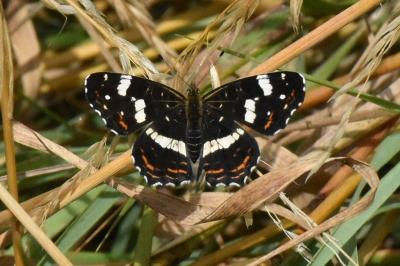 <i>Araschnia levana</i>