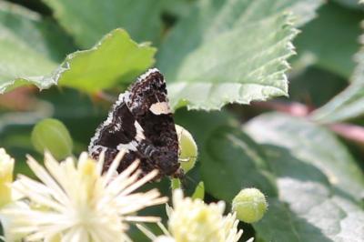 <i>Tyta luctuosa</i>