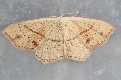 <i>Cyclophora punctaria</i>