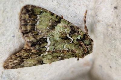 <i>Polyphaenis sericata</i>
