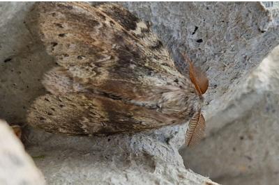 <i>Stauropus fagi</i>