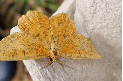 <i>Angerona prunaria</i>