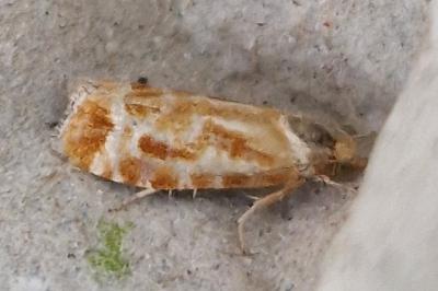 <i>Rhyacionia pinicolana</i>