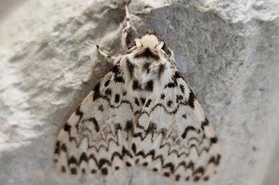 <i>Lymantria monacha</i>