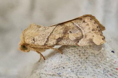 <i>Cosmia trapezina</i>