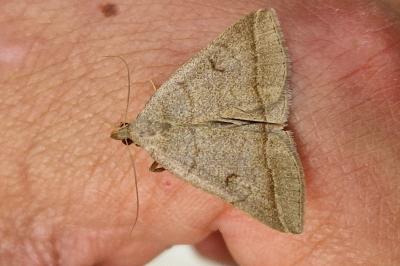 <i>Paracolax tristalis</i>