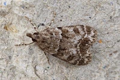 <i>Eudonia</i>
