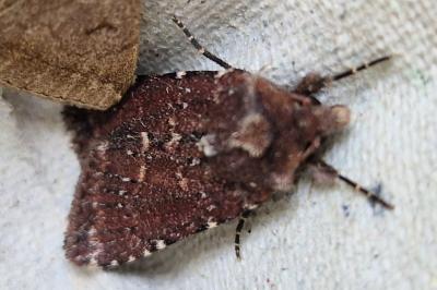 <i>Gluphisia crenata</i>