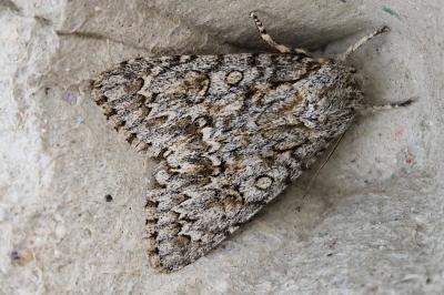 <i>Acronicta aceris</i>
