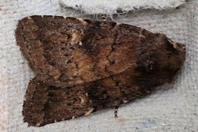 <i>Rusina ferruginea</i>