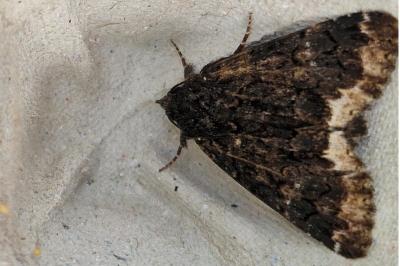 <i>Catephia alchymista</i>