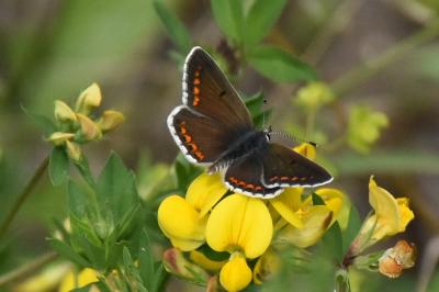 <i>Aricia agestis</i>