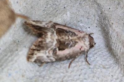 <i>Elaphria venustula</i>