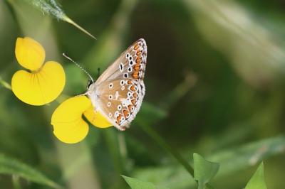 <i>Aricia agestis</i>