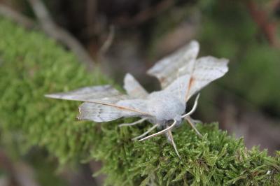 <i>Laothoe populi</i>