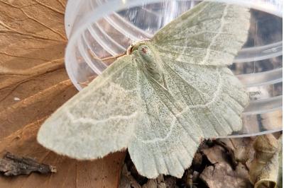 <i>Thalera fimbrialis</i>