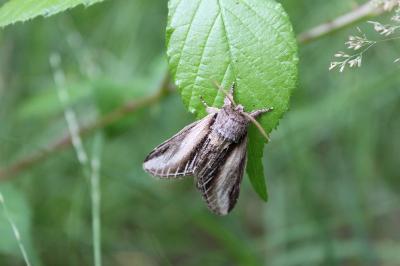 <i>Pheosia tremula</i>