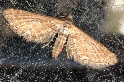 <i>Eupithecia scopariata</i>