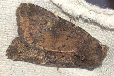 <i>Mesapamea secalis</i>