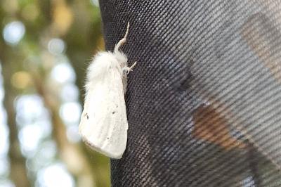 <i>Euproctis chrysorrhoea</i>