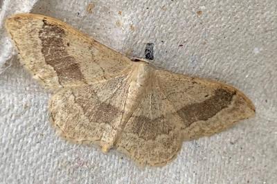 <i>Idaea aversata</i>