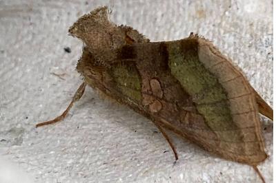 <i>Diachrysia chrysitis</i>