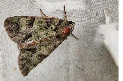 <i>Polyphaenis sericata</i>