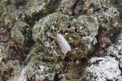 <i>Pachycnemia hippocastanaria</i>