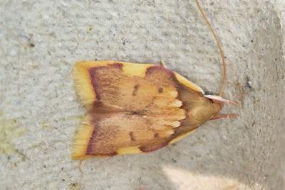 <i>Carcina quercana</i>