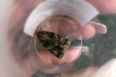 <i>Acronicta rumicis</i>