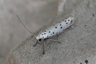 <i>Yponomeuta cagnagella</i>