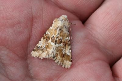 <i>Eremobia ochroleuca</i>